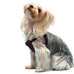 Gliard Dog Harness Dog Harness No-Pull Pet Harness for Small Dogs Puppy Adjustable Soft Padded Dog Vest Reflective No-Choke Pet Oxford Vest with Easy Control Handle for Mini Dogs (VV Pattern XS)